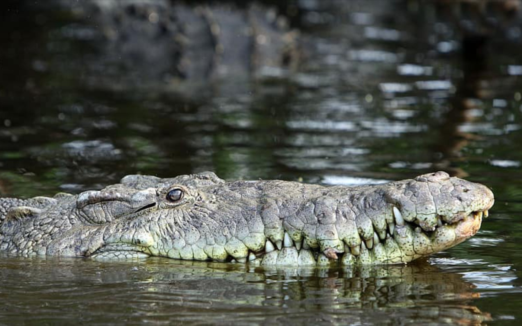 好生要死(美洲鳄篇)