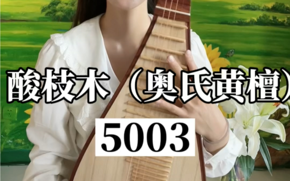 酸枝木琵琶(奥式黄檀)琵琶5003号哔哩哔哩bilibili