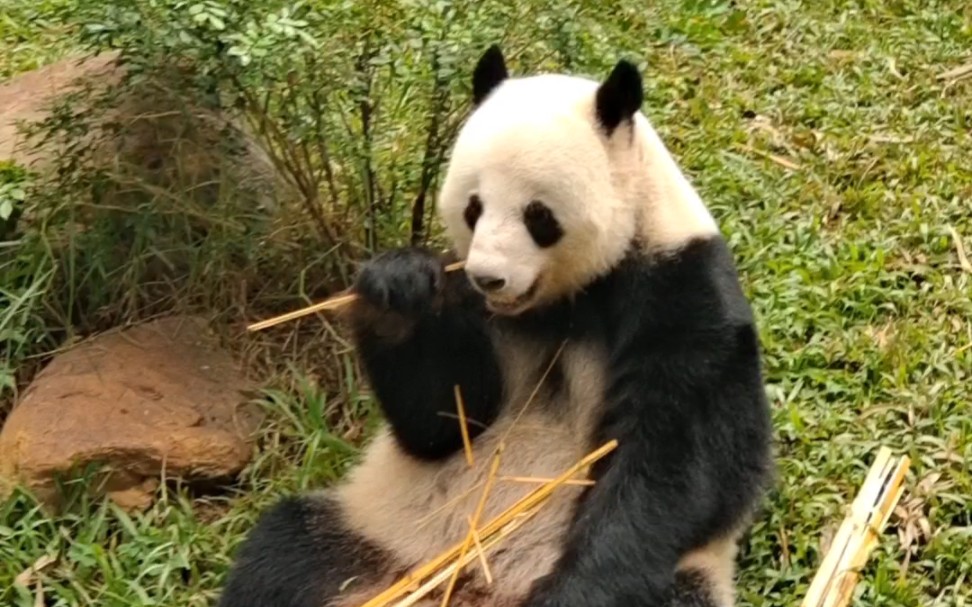 【大熊猫】星一啊,是不是找了你迎迎舅帮画眉(捂眼)