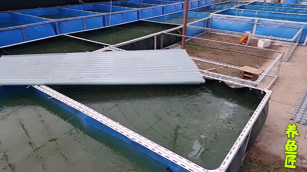 气温回升,鱼池的冰化了,趁机赶紧投放鱼虫,为金鱼粮仓打下基础