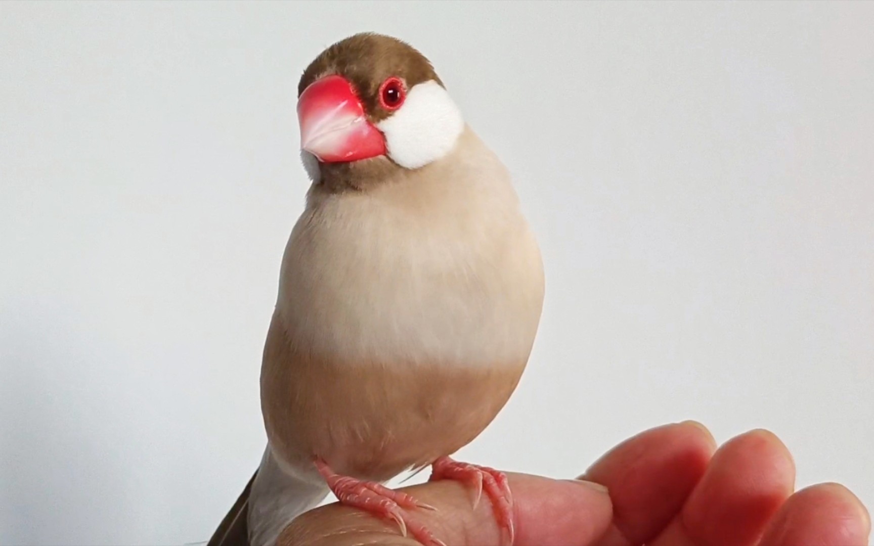 鸟叔家的小宝贝-驼文鸟!它活泼可爱,快来一睹风采!