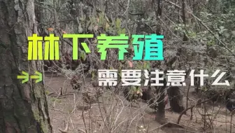 林下养殖需要注意什么