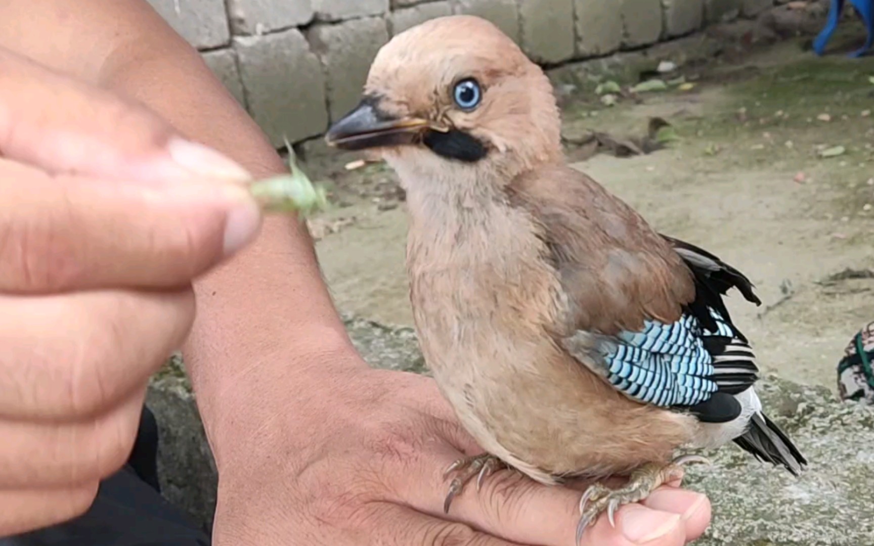 松鸦,幼崽吃蚂蚱和成熟期吃蚂蚱.请问一下,吃什么能解决毛色问题?