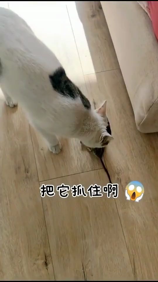 [图]现实版“猫的报恩”