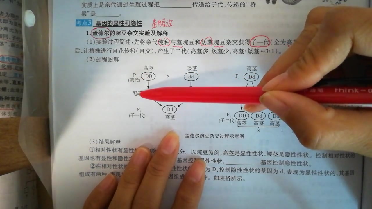 高分突破《基因的显性和隐性》笔记讲解哔哩哔哩bilibili