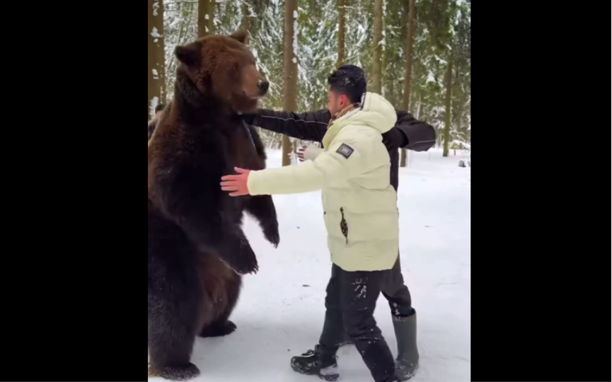 [图]🐻家养熊沉甸甸的爱！阿拉伯土豪来俄罗斯西伯利亚玩家养熊。家养熊：我要吃蜂蜜！！！