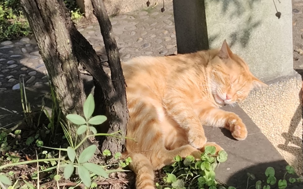 活动作品晒太阳被围观的橘猫2907029