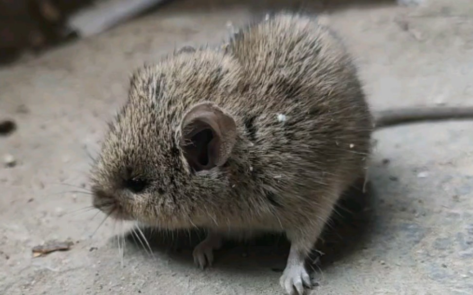 这么肥嫩的老鼠见过没?—萌宠[误]