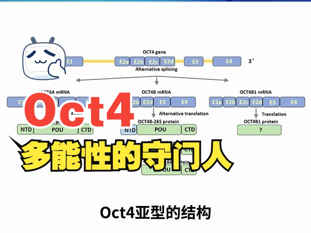 Oct4—胚胎干细胞多能性的守门人哔哩哔哩bilibili