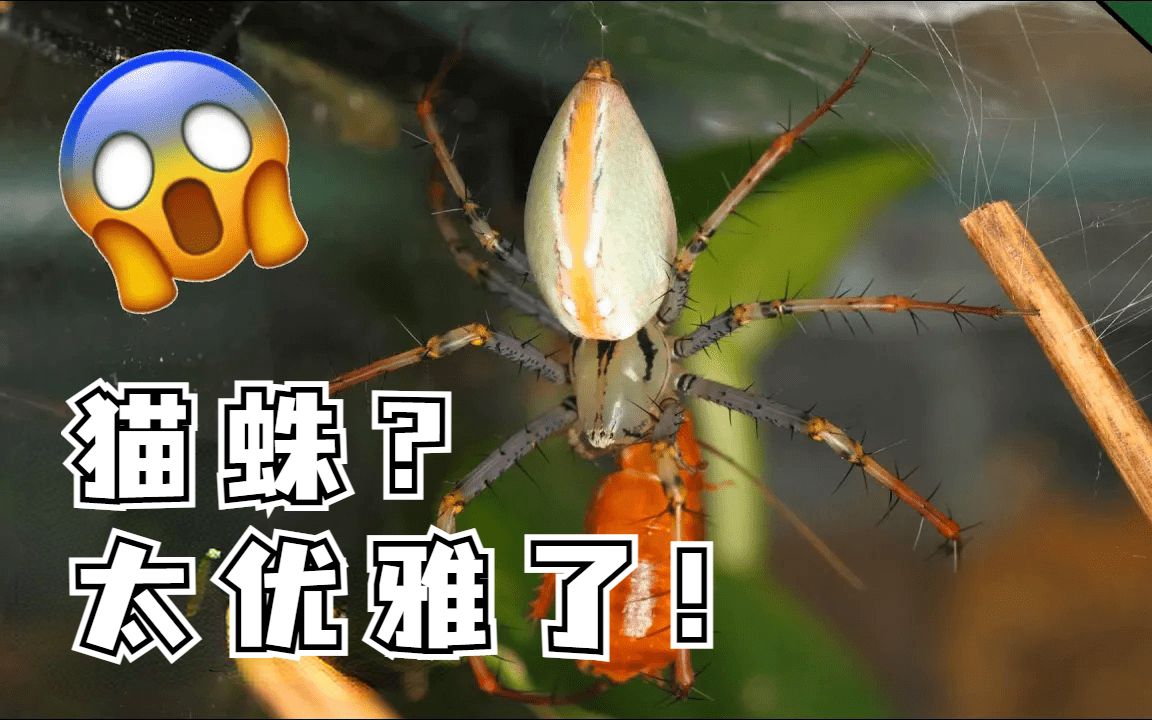 为什么蜘蛛精是绝世美人?蜘蛛也有貌美的品种好吗!