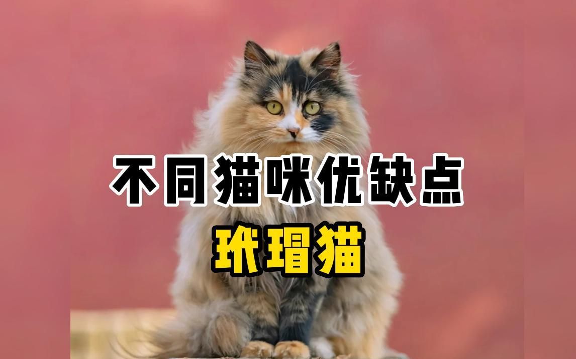 玳瑁猫来喽~哔哩哔哩bilibili