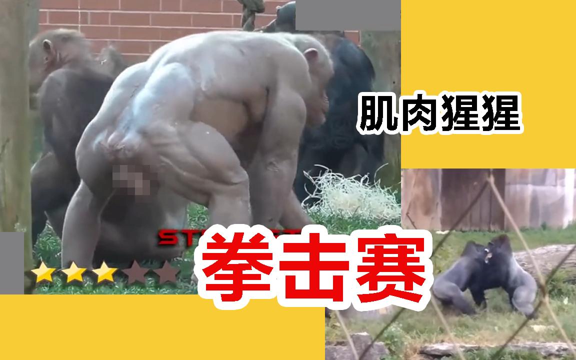 [图]热血拳击赛第二季（银背大猩猩的肌肉太令人羡慕了）