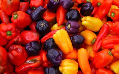 【2049日报】s04e200化学武器:辣椒素