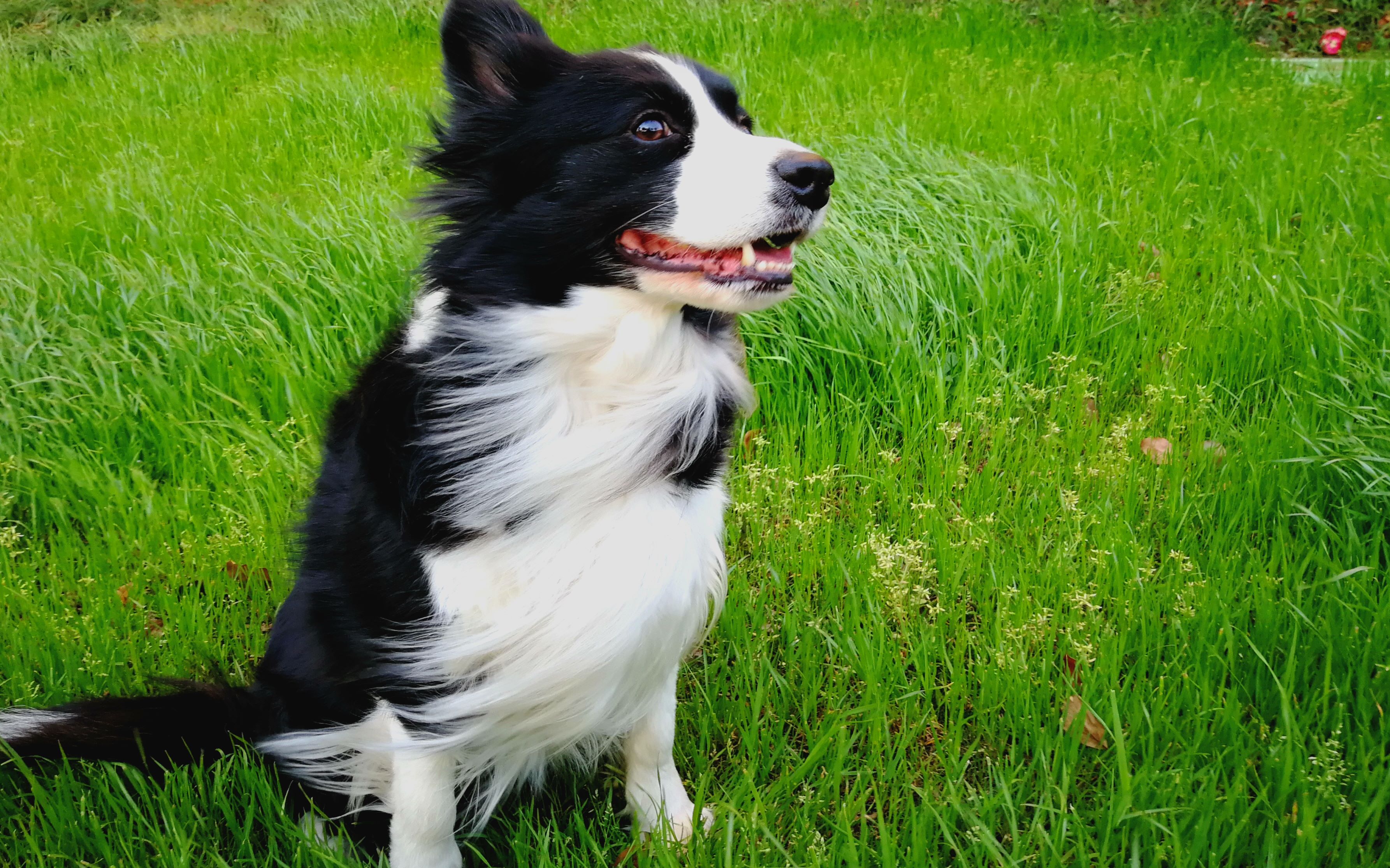 巫子和柯基一起玩的清清小边牧