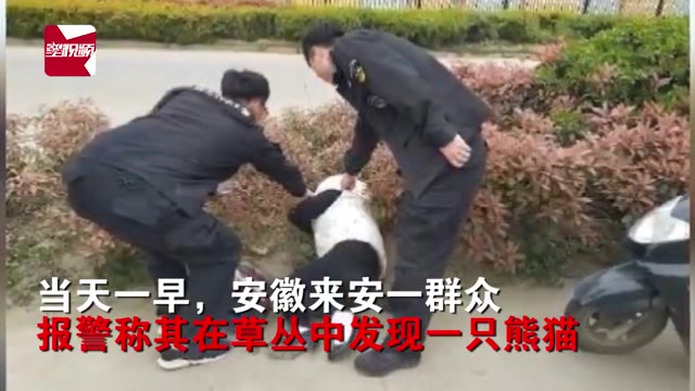 [图]群众报警称在草丛中发现大熊猫，民警兴奋出警结果......