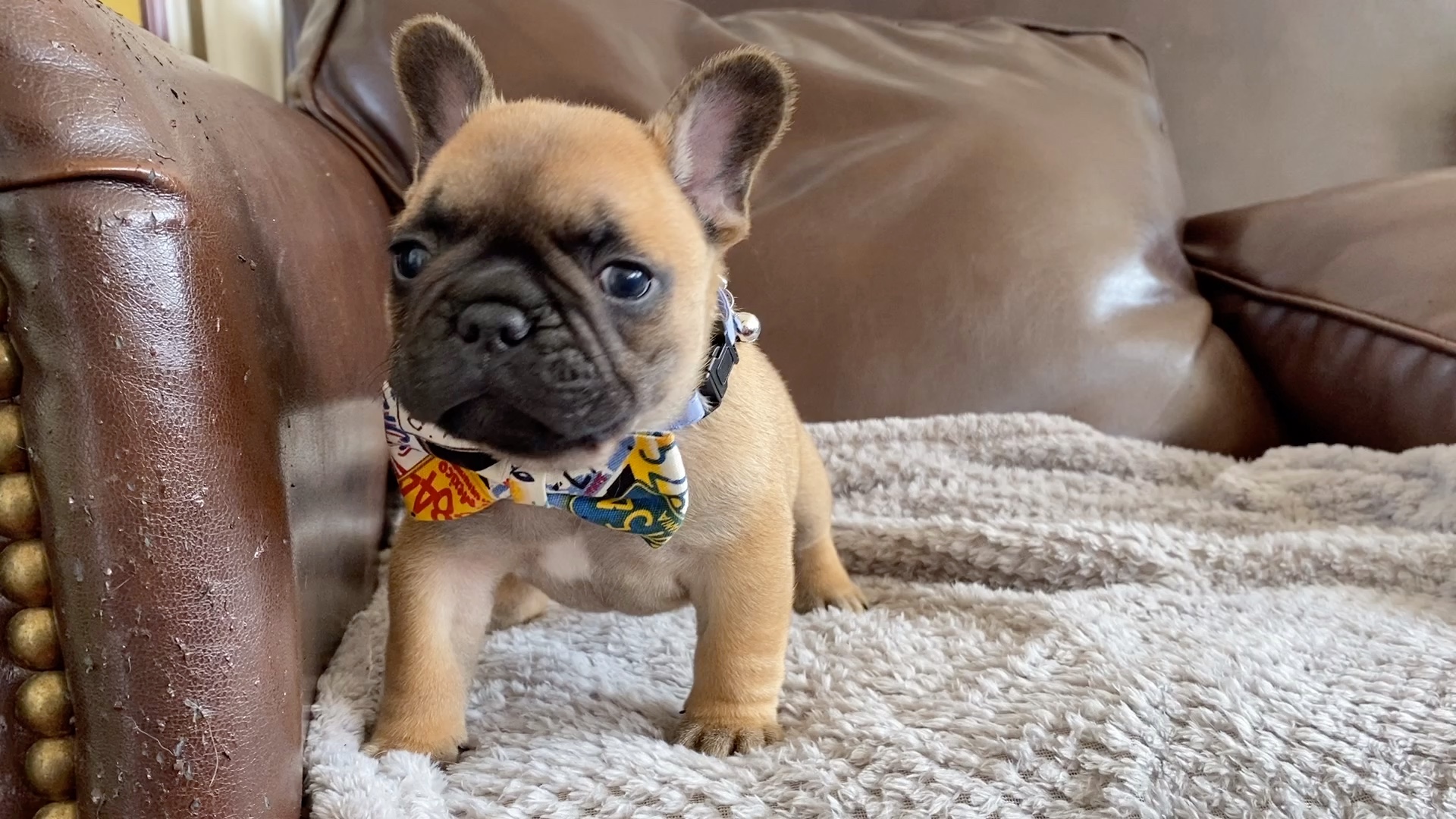 【法国斗牛犬】一个月大红驼色小帅哥,是个嘤嘤怪哦