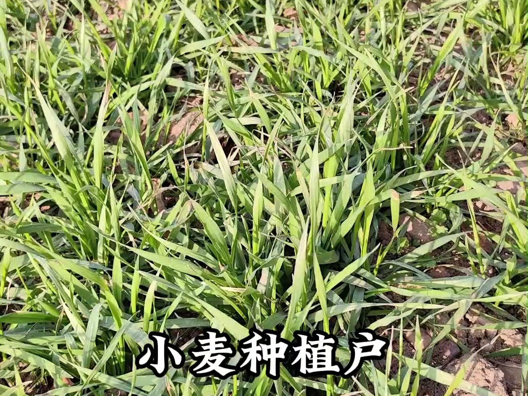 清丰哔哩哔哩bilibili