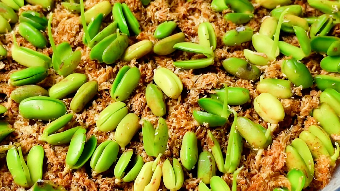 海南红豆~种子盆栽