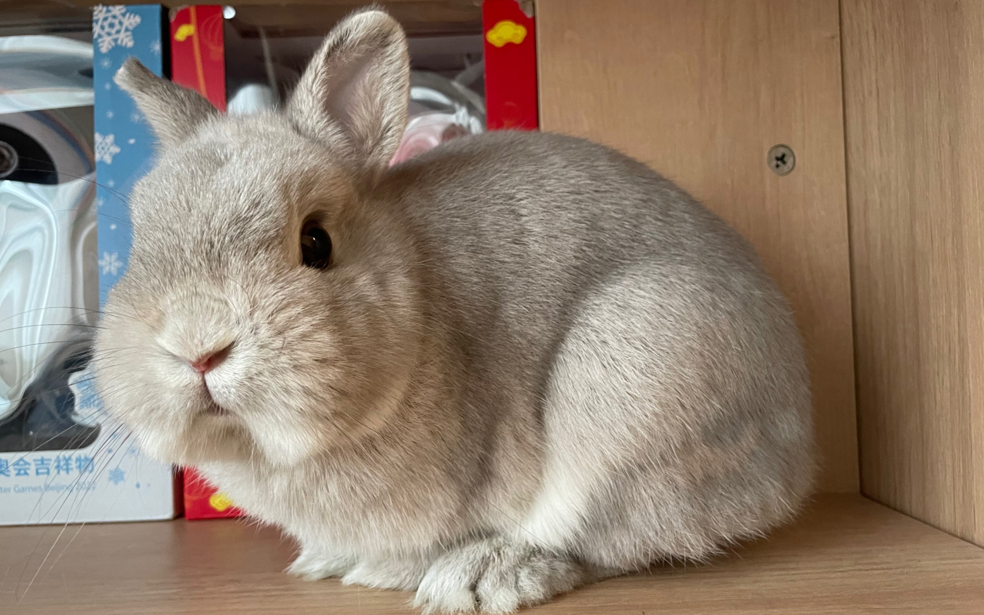 小兔兔喜欢的地方真实一天一个样,总有一个角落鬼被芋头宠幸!