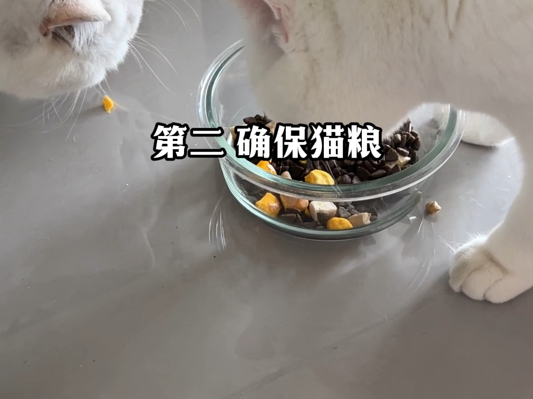 新猫到家千万要做这3件事哔哩哔哩bilibili