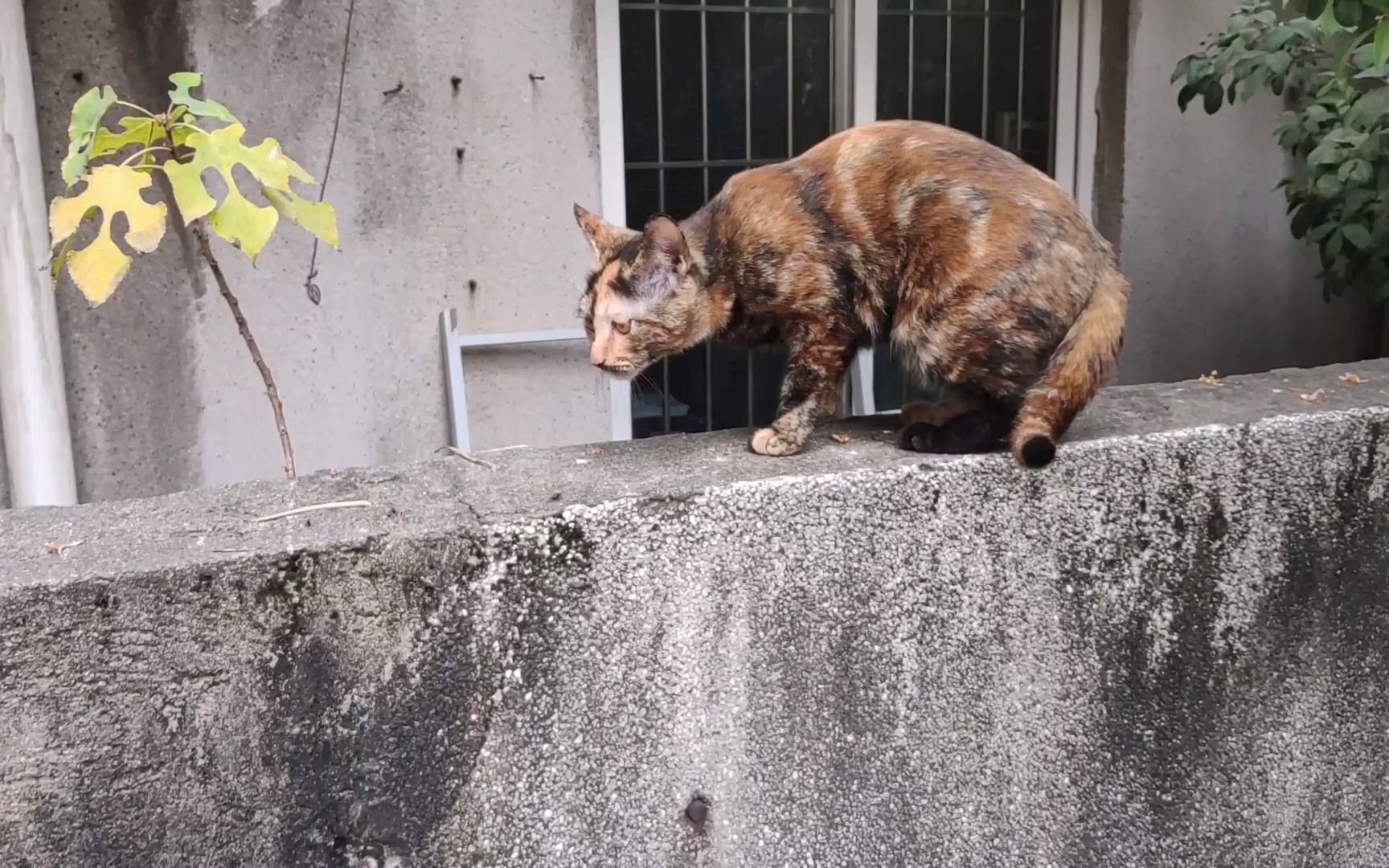 到楼下丢垃圾时,发现一只脏兮兮的小猫猫,好可怜.