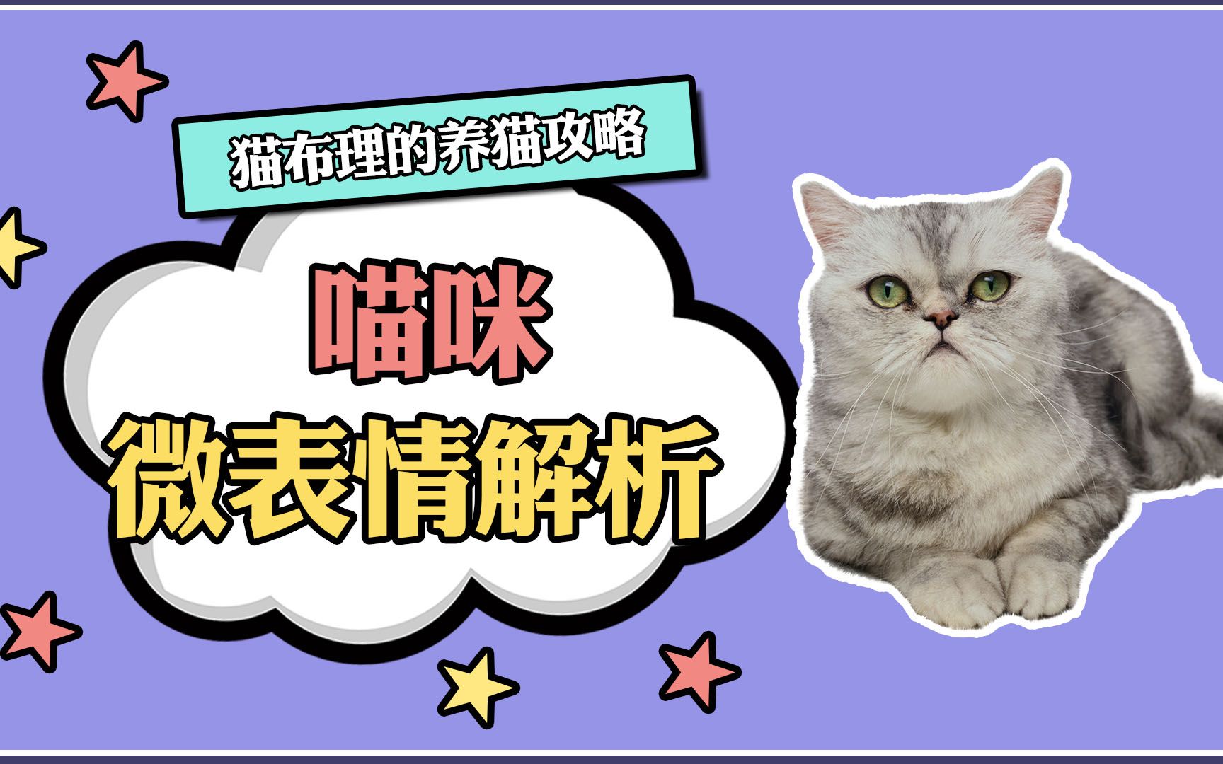 猫咪微表情解析哔哩哔哩bilibili