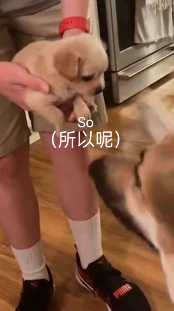 破碎英语挑战哔哩哔哩bilibili