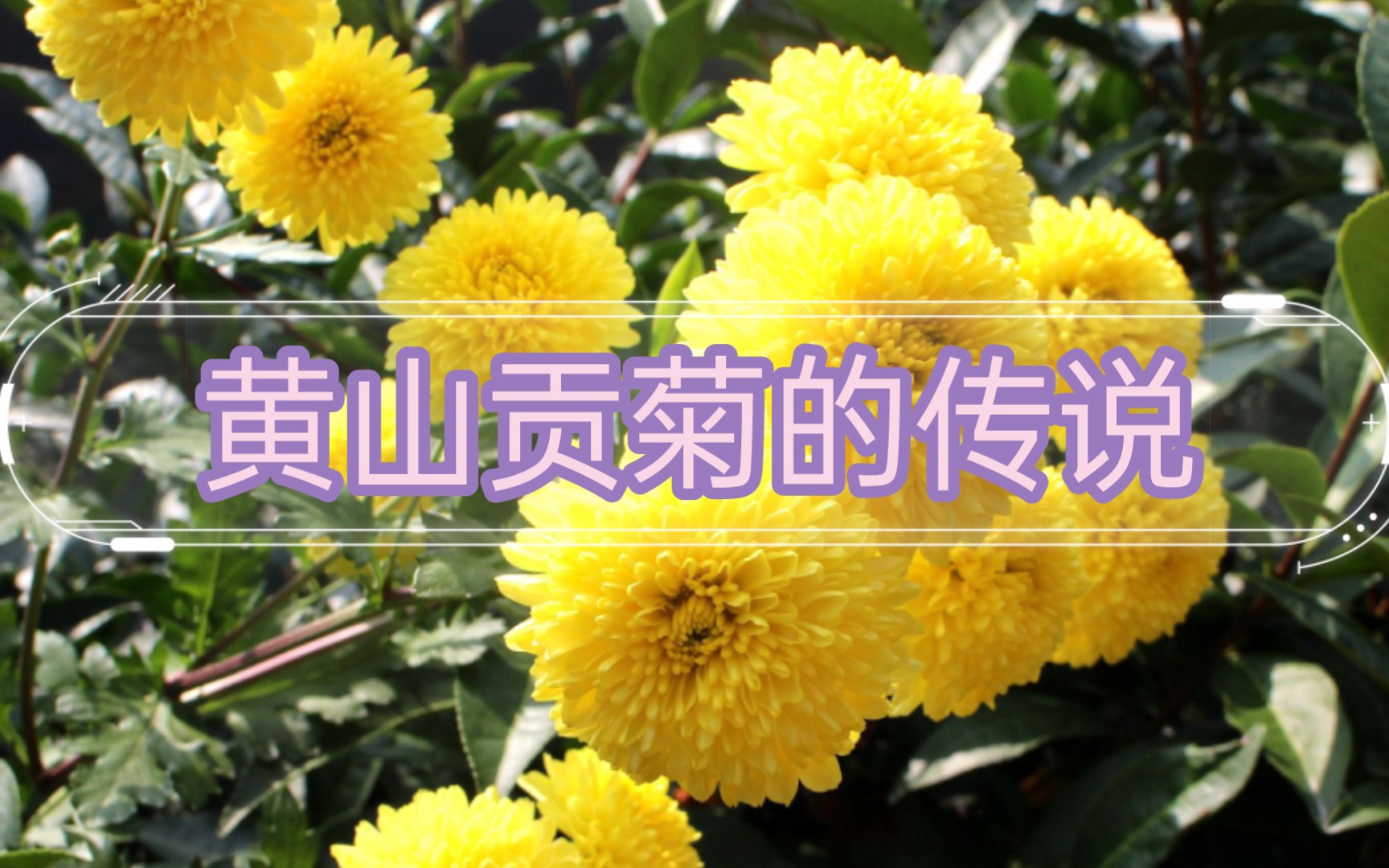 〔茶文化〕黄山贡菊的传说!哔哩哔哩bilibili