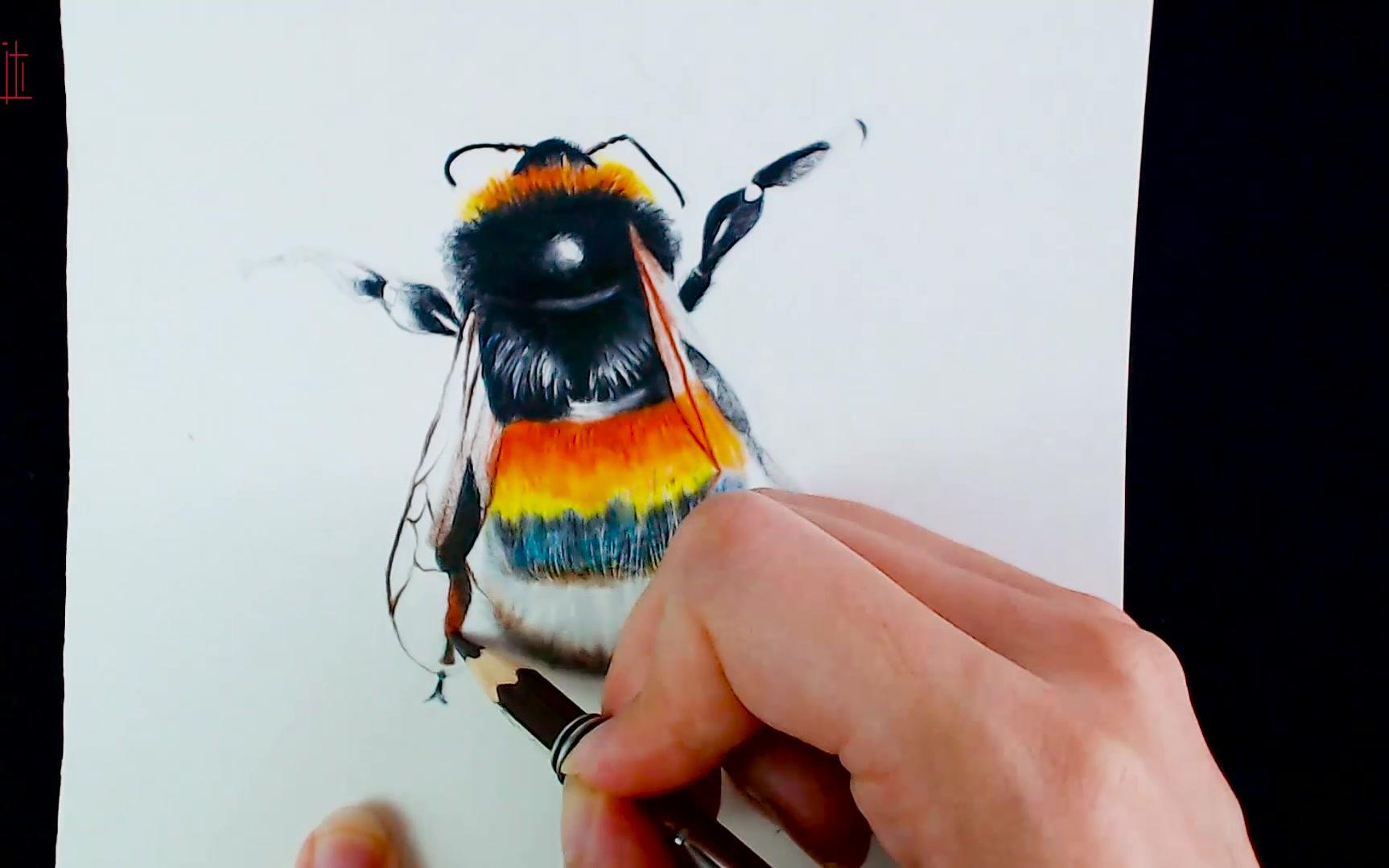 【彩铅画基础入门教程】地熊蜂_哔哩哔哩_bilibili