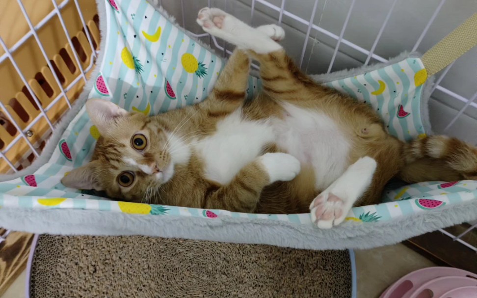 诱猫加呆咪系列