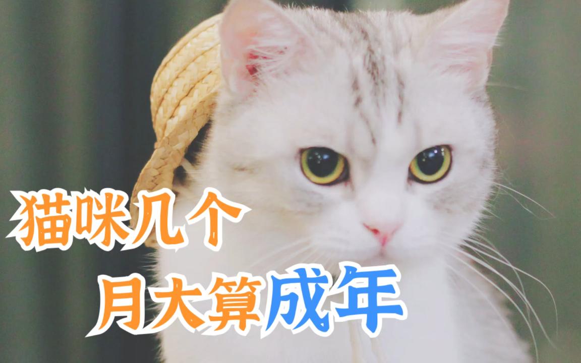 猫咪几个月大算成年哔哩哔哩bilibili