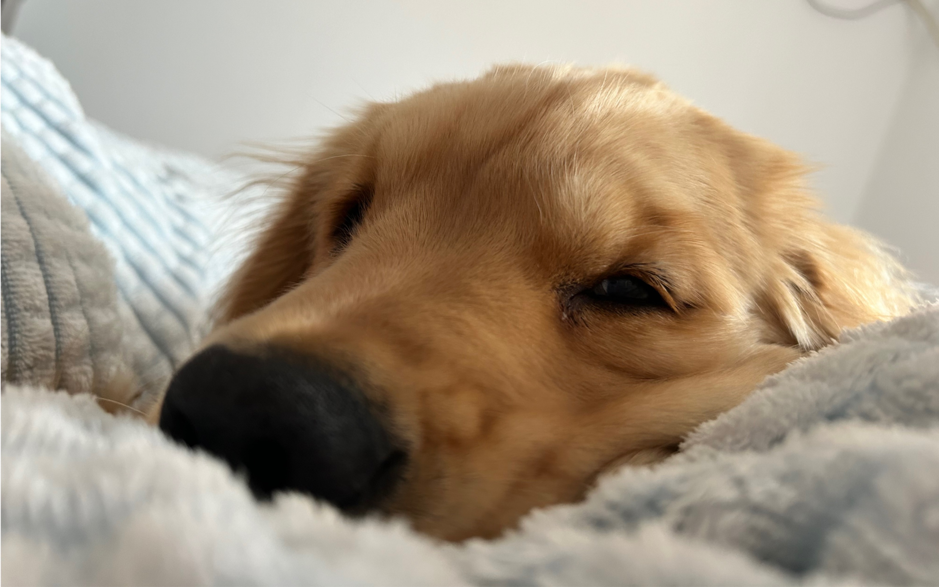 外面下雪了,屋里有只小狗陪你捂被窝