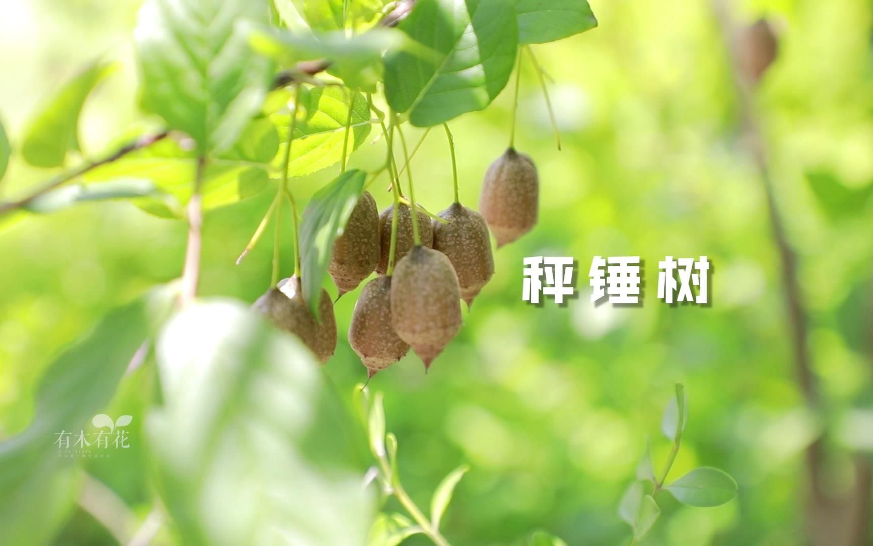 秤砣树具有多种药用价值,主要功效如下:1.