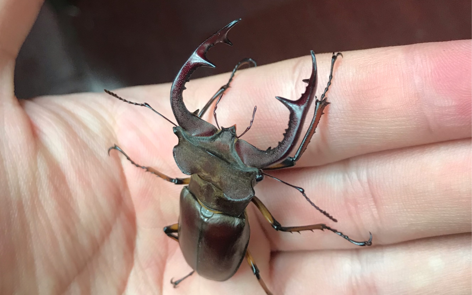 锹形虫 开箱 四川深山 来自1600公里外深林的夹夹