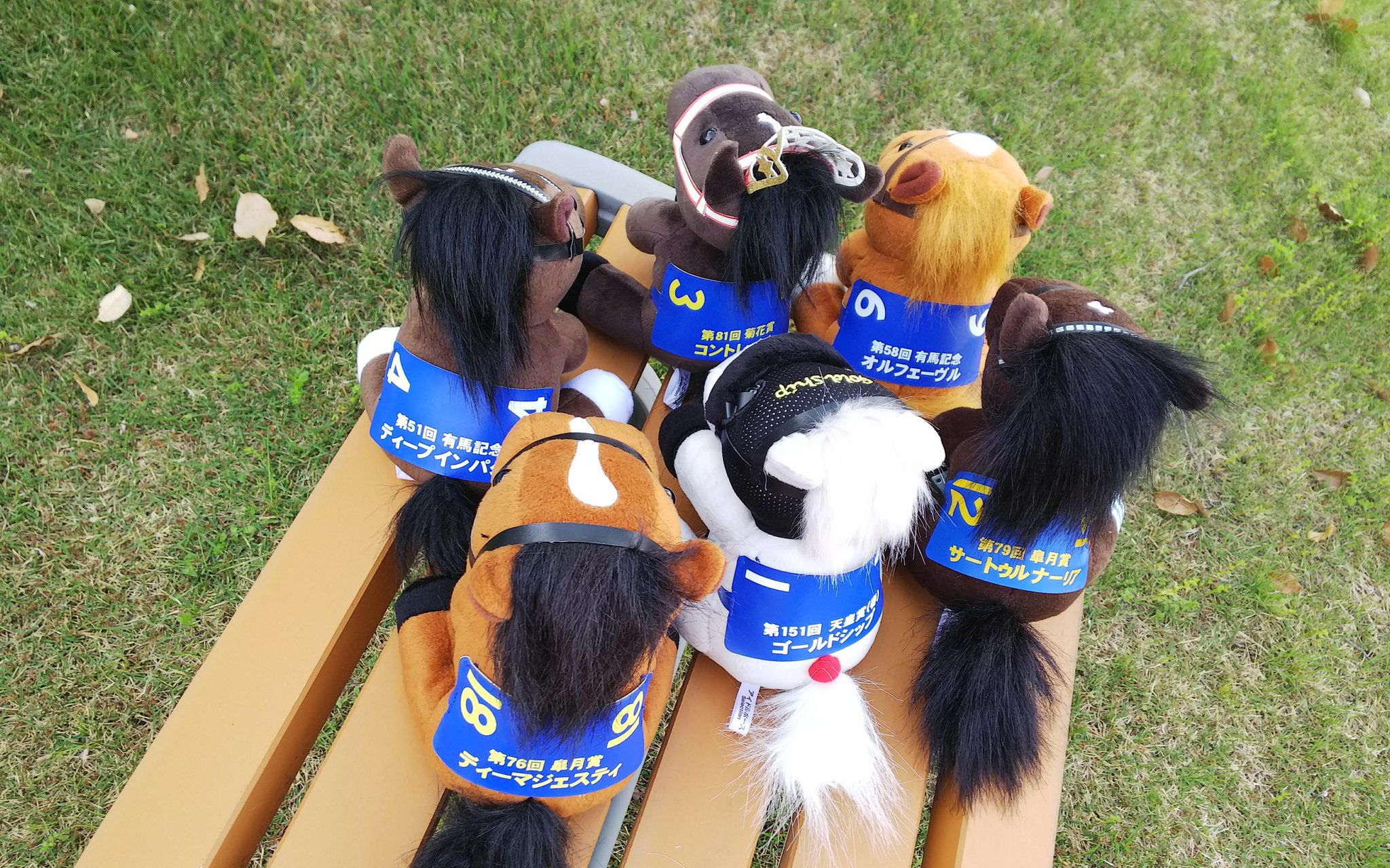 京都竞马场皐月赏应援小视频