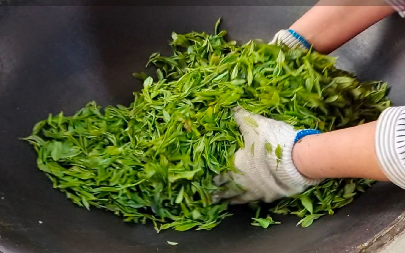 正宗西山雨前碧螺春炒青,纯手工炒制,苏州特产就是这么美味!