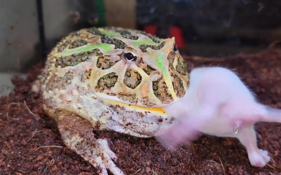 喂食大角蛙_哔哩哔哩_bilibili