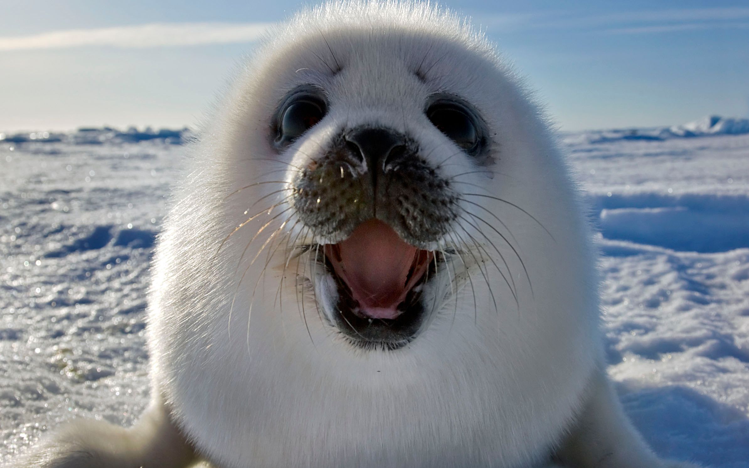 叮咚,今日份的棉花糖已送到,请签收!