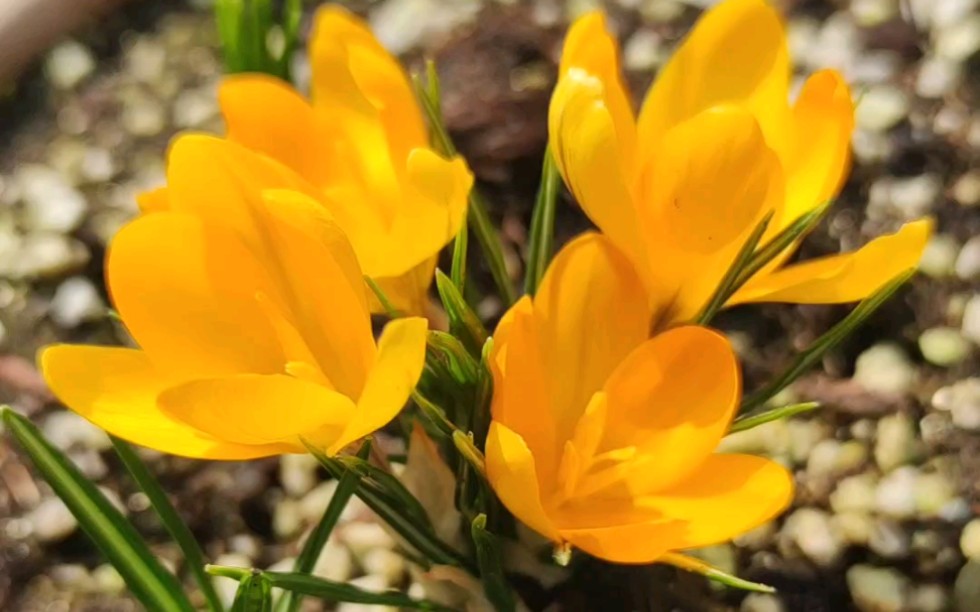 植物展示番红花金色美丽与伊朗绵枣儿开花快来看看吧