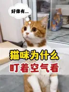 Download Video: 猫咪为什么盯着空气看？