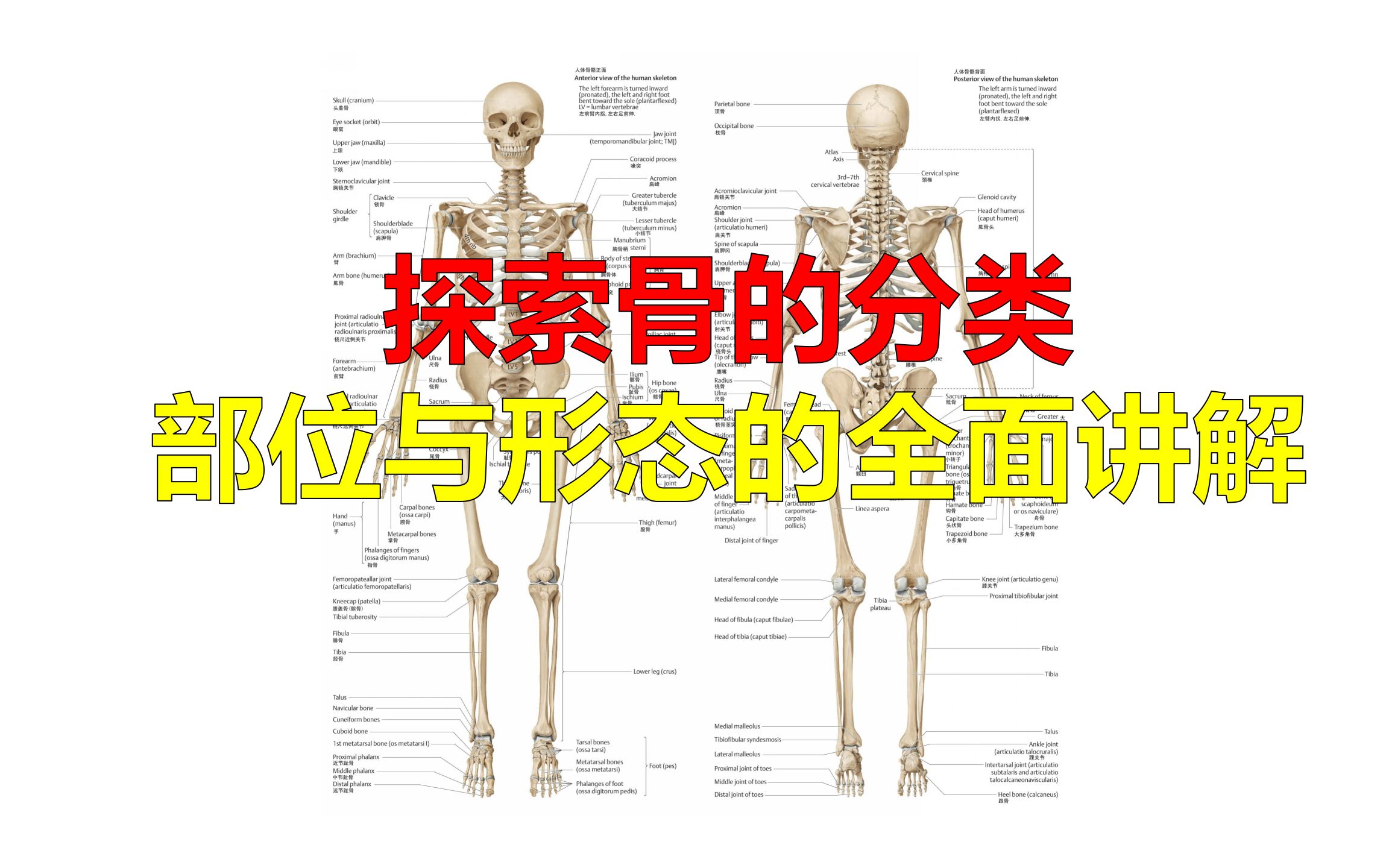 探索骨的分类:部位与形态的全面讲解哔哩哔哩bilibili