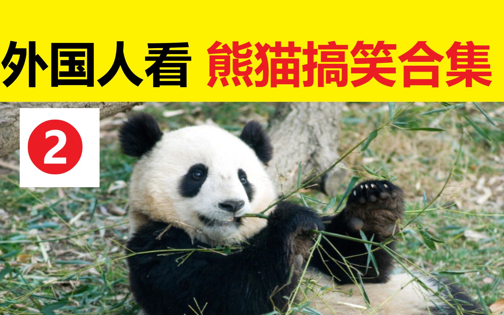 外国人看熊猫搞笑合集2太有趣太滑稽了世界上最萌的动物中国国家国宝