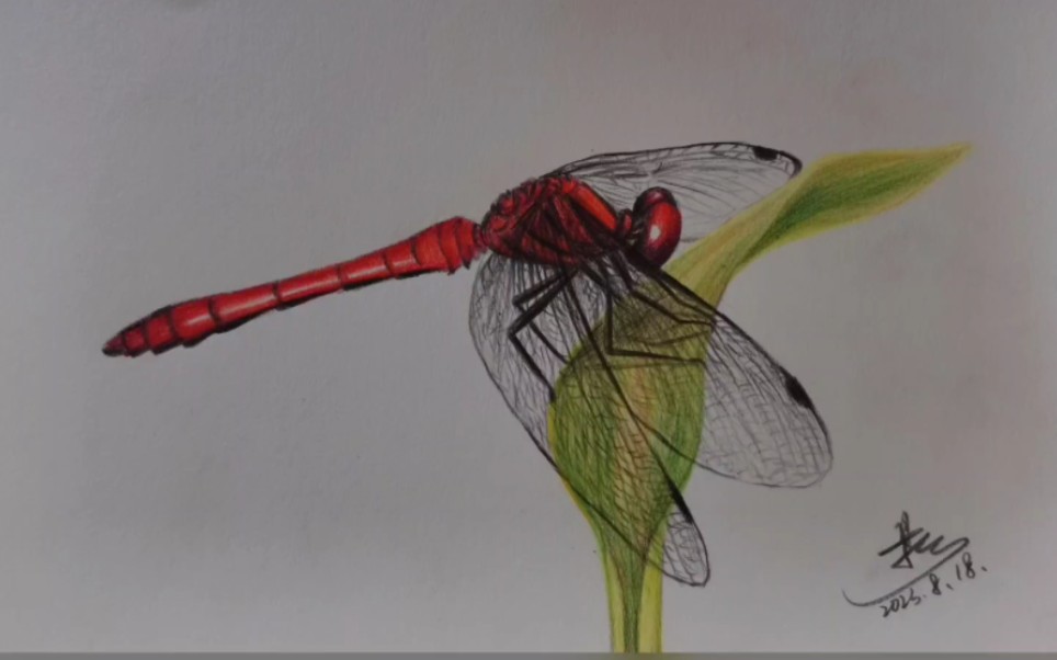 彩铅手绘 9只蜻蜓 昆虫