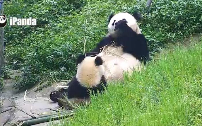 [图]20180622《大熊猫妃妃仔》跟麻麻一毛一样，躺姿