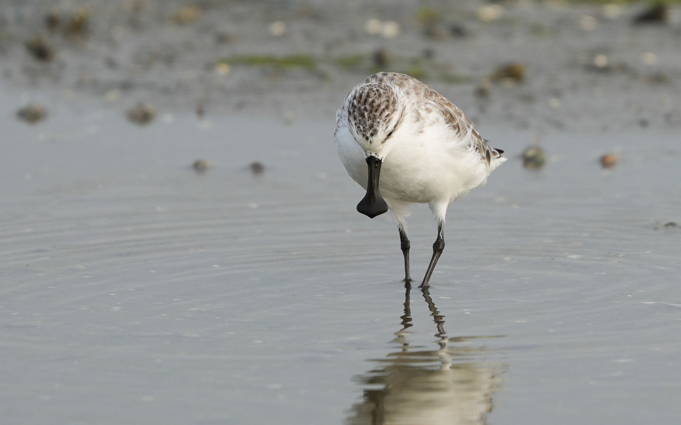 勺嘴鹬:一秒也停不下来的干饭勺!