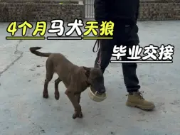 Télécharger la video: 天生敏感胆小的马犬，我们看下主人学习后，能否顺利毕业#马犬 #宠物训练#训犬 #狗狗上学