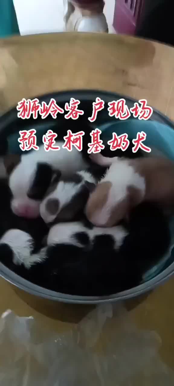 广州真实自家繁殖柯基犬舍,柯基奶犬静待懂柯基有缘新宠主哔哩哔哩bilibili