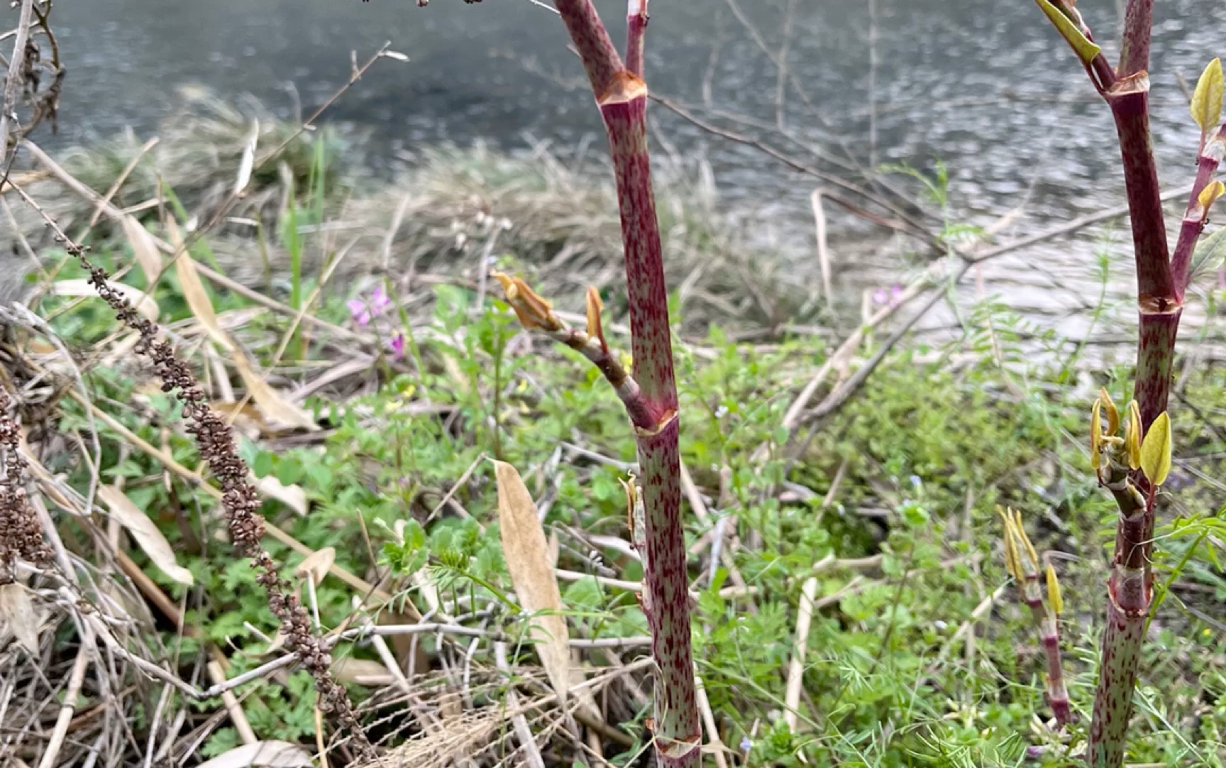 一般烫伤药物:首选刘寄奴,地榆,次选虎杖.刘寄奴不仅可以消肿止痛还可活血凉血,也被称为金疮药,对多种伤痛均有奇效.地榆配白岌,刀伤可医....