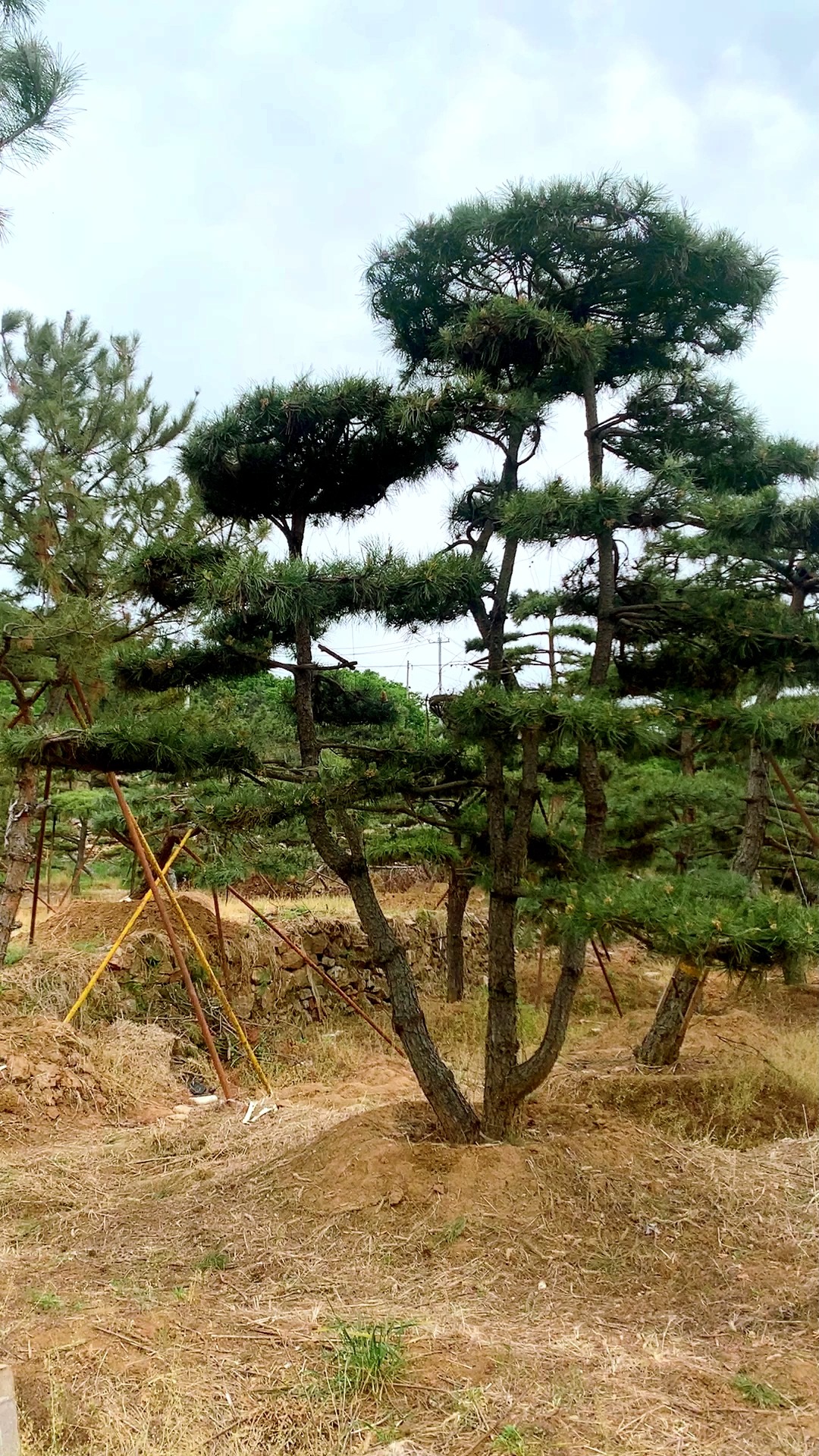 造型松景观实景图图片