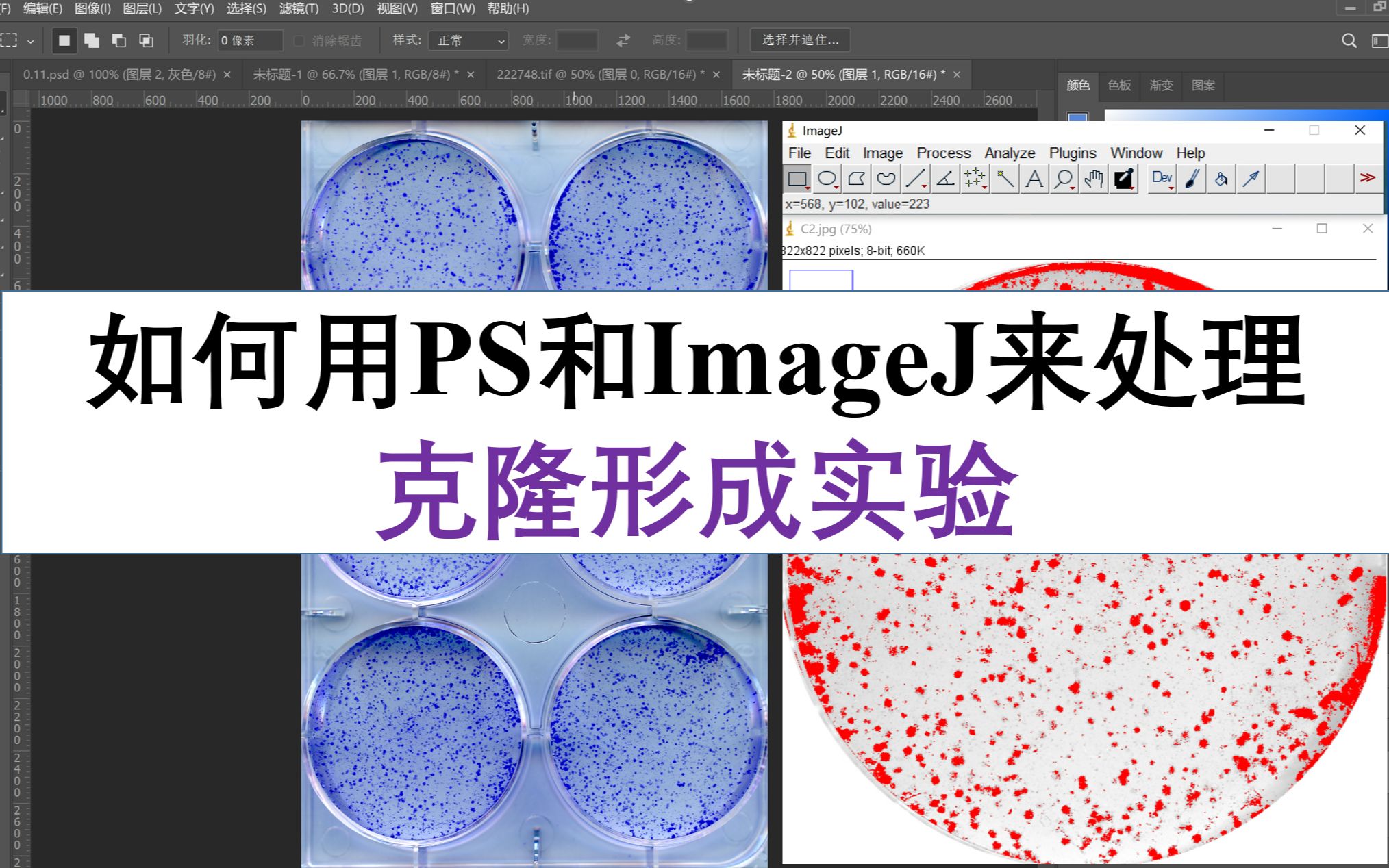 如何用PS和ImageJ来处理克隆形成实验哔哩哔哩bilibili